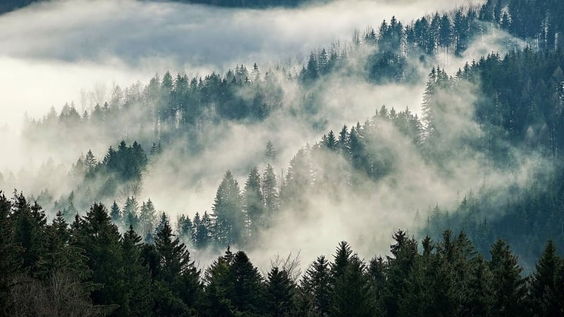 Mystery Forest
